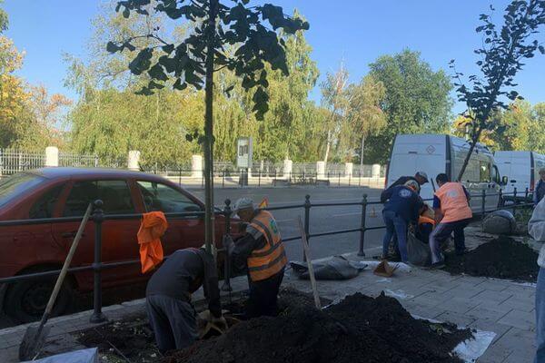 На улице Куйбышева в Самаре начали высаживать липы