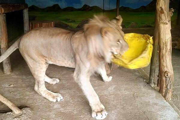 Сотрудники Самарского зоопарка показали видео с подросшим львенком Алтаем